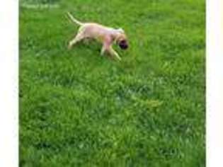 Great Dane Puppy for sale in Hudsonville, MI, USA