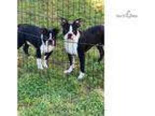 Boston Terrier Puppy for sale in Greenville, SC, USA