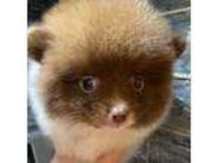 Pomeranian Puppy for sale in Pace, FL, USA
