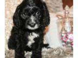 Cavachon Puppy for sale in Mansfield, OH, USA