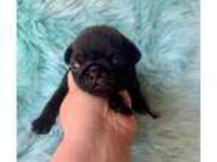Pug Puppy for sale in Wray, GA, USA