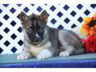 Siberian Husky Puppy for sale in Kirkwood, PA, USA