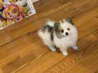 Pomeranian Puppy for sale in Osceola, MO, USA