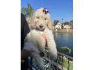 Goldendoodle Puppy for sale in Riverside, CA, USA