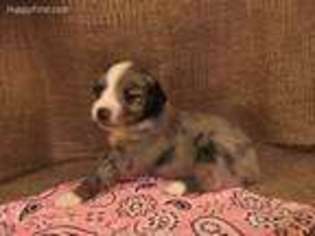 Miniature Australian Shepherd Puppy for sale in Deming, NM, USA