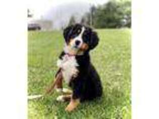 Bernese Mountain Dog Puppy for sale in Killbuck, OH, USA