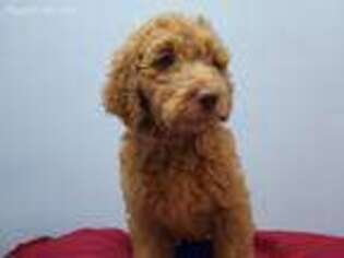 Goldendoodle Puppy for sale in Apopka, FL, USA