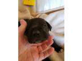 Great Dane Puppy for sale in Oak Harbor, WA, USA