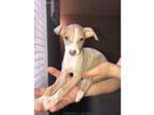 Italian Greyhound Puppy for sale in San Antonio, TX, USA