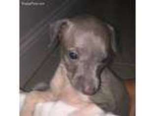 Italian Greyhound Puppy for sale in Taunton, MA, USA