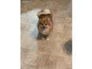 Pomeranian Puppy for sale in Martinsburg, WV, USA