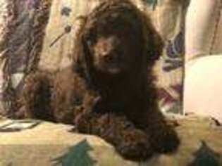 Labradoodle Puppy for sale in Lee, MA, USA