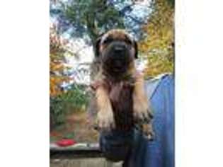 American Bulldog Puppy for sale in Hamden, CT, USA