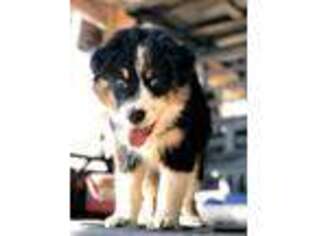 Australian Shepherd Puppy for sale in Smithville, AR, USA