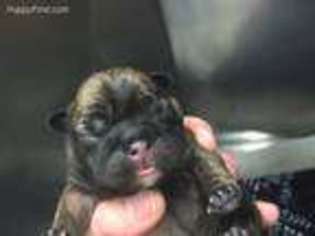 French Bulldog Puppy for sale in Cherry Valley, NY, USA
