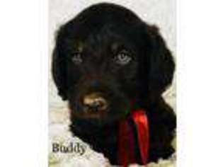 Labradoodle Puppy for sale in Moorcroft, WY, USA