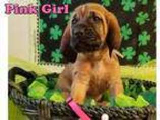 Bloodhound Puppy for sale in Tetonia, ID, USA