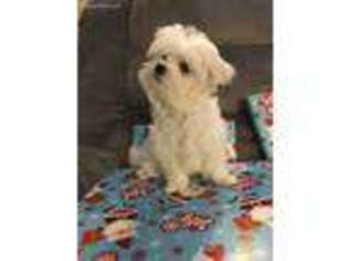 Maltese Puppy for sale in Morganton, NC, USA