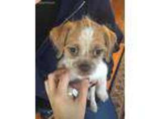 Mutt Puppy for sale in East Taunton, MA, USA
