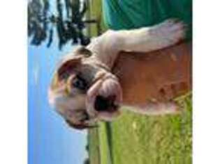 Bulldog Puppy for sale in Mount Ayr, IA, USA