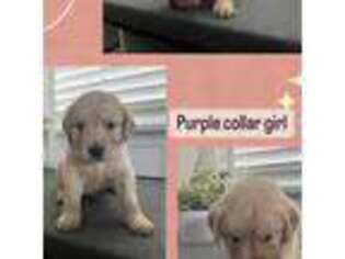 Golden Retriever Puppy for sale in Dallas, NC, USA