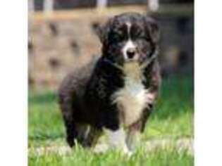 Australian Shepherd Puppy for sale in Bend, OR, USA