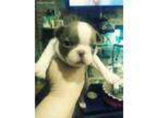 Boston Terrier Puppy for sale in Midlothian, IL, USA