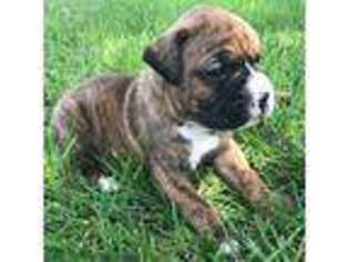 Boxer Puppy for sale in Ranson, WV, USA