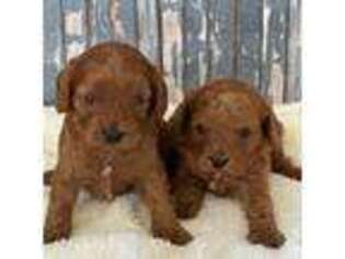 Cavapoo Puppy for sale in Mccomb, MS, USA