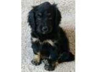 Labradoodle Puppy for sale in Payson, AZ, USA
