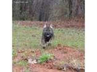 German Shepherd Dog Puppy for sale in Powder Springs, GA, USA