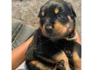 Rottweiler Puppy for sale in Buford, GA, USA