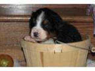 Bernese Mountain Dog Puppy for sale in Wellman, IA, USA