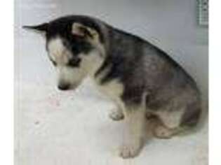Siberian Husky Puppy for sale in Curtiss, WI, USA