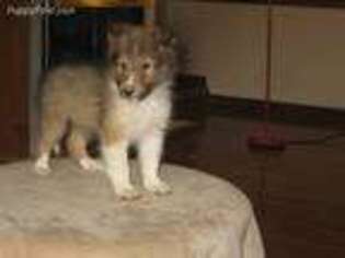 Shetland Sheepdog Puppy for sale in Athens, AL, USA