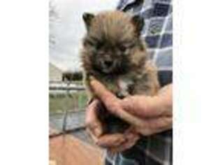 Pomeranian Puppy for sale in Adolphus, KY, USA