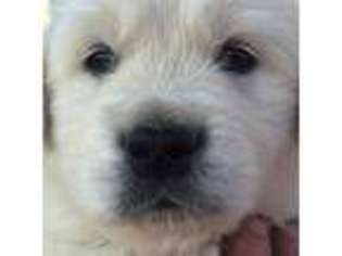 Golden Retriever Puppy for sale in Lockport, NY, USA
