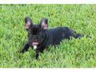 French Bulldog Puppy for sale in Crosby, TX, USA