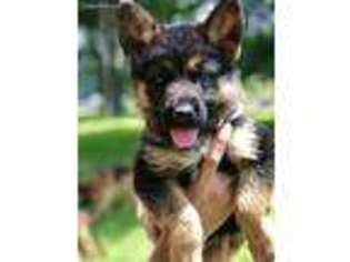 German Shepherd Dog Puppy for sale in Dover, OH, USA