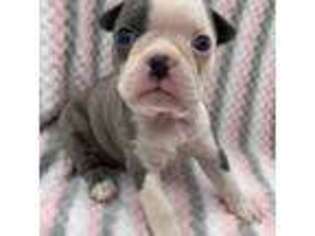 Boston Terrier Puppy for sale in Santee, CA, USA