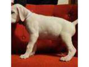 Dogo Argentino Puppy for sale in Bowie, MD, USA