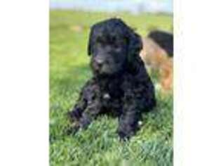 Goldendoodle Puppy for sale in Lawrenceburg, KY, USA