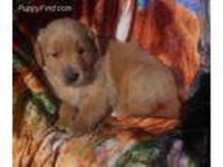Golden Retriever Puppy for sale in Stockton, MO, USA