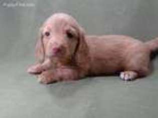 Dachshund Puppy for sale in Henderson, TX, USA