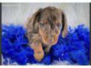 Dachshund Puppy for sale in Rochester, NY, USA