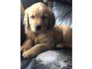 Golden Retriever Puppy for sale in Lindsay, CA, USA