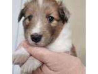 Shetland Sheepdog Puppy for sale in Marion, TX, USA