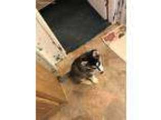 Siberian Husky Puppy for sale in Dothan, AL, USA