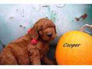 Goldendoodle Puppy for sale in Pleasant Hill, MO, USA
