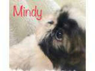 Mutt Puppy for sale in Mountain Home, AR, USA